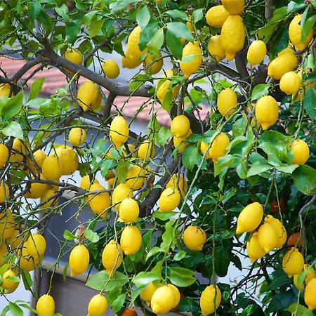 Il Giardino Segreto Bed & Breakfast Sorrento Dış mekan fotoğraf
