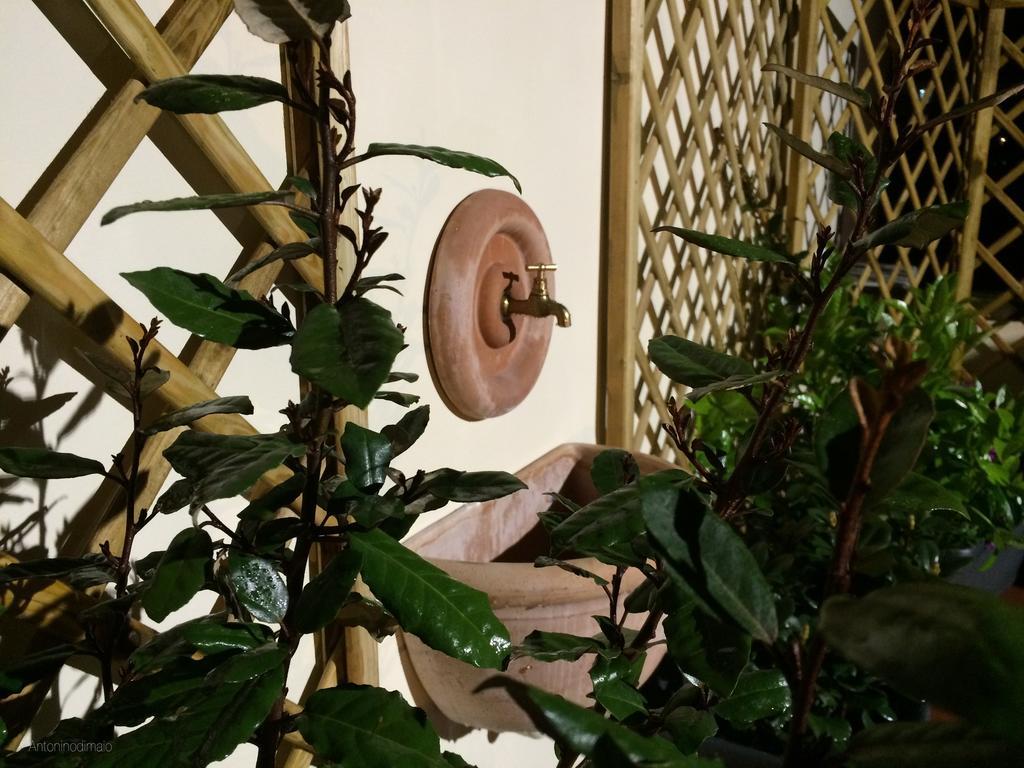 Il Giardino Segreto Bed & Breakfast Sorrento Dış mekan fotoğraf